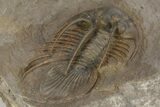 Rare, Spiny Kolihapeltis Trilobite - Top Quality Specimen #243841-3